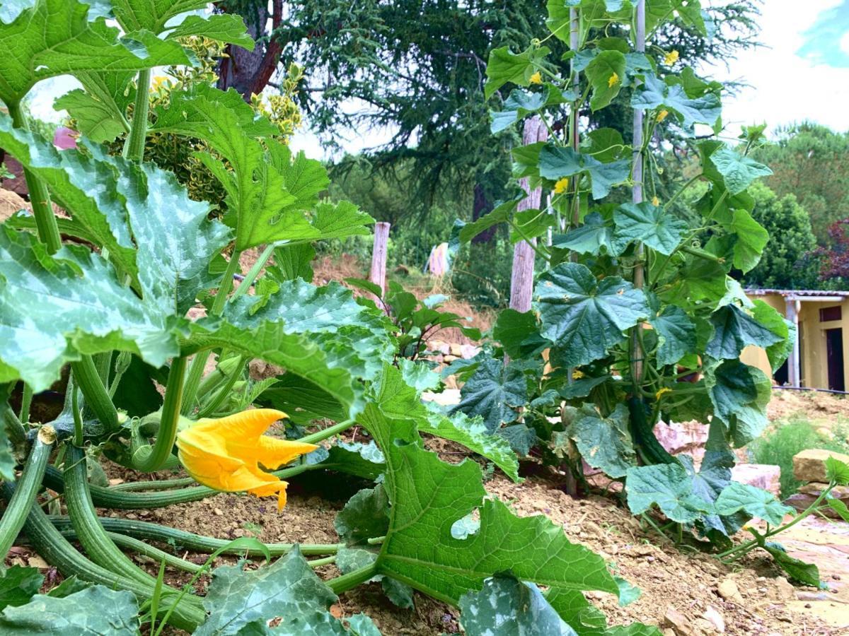 Agriturismo La Collina Toscana Pieve a Maiano Eksteriør billede