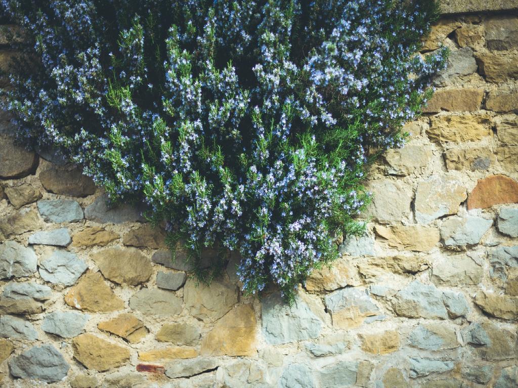 Agriturismo La Collina Toscana Pieve a Maiano Eksteriør billede