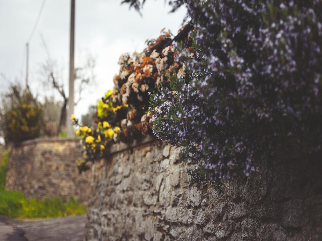 Agriturismo La Collina Toscana Pieve a Maiano Eksteriør billede